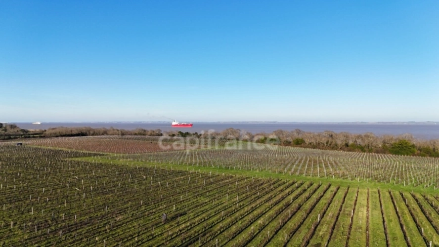 Photos 1 - Viticole - Exclusivité À VENDRE Domaine Viticole Cru Bourgeois Médoc Vue exceptionnelle
