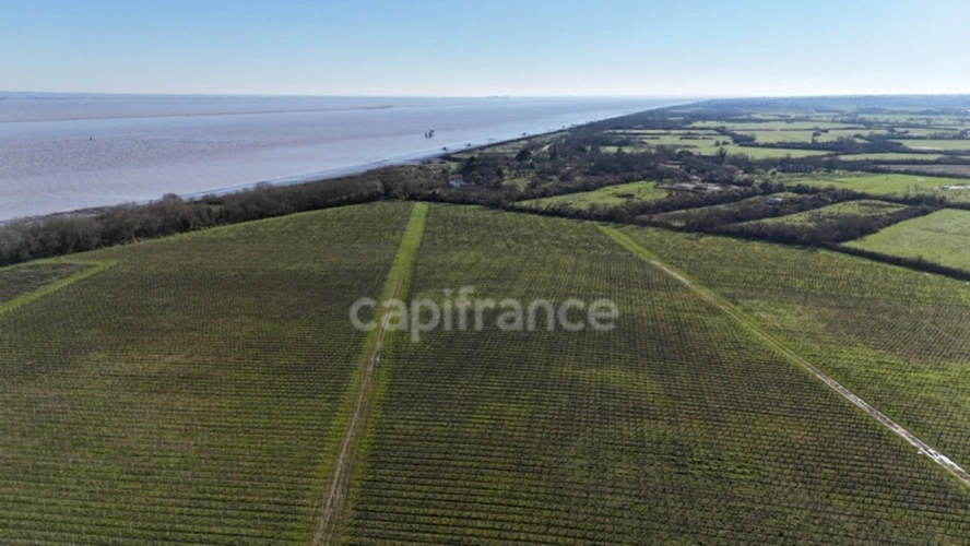 Photos 2 - Viticole - Exclusivité À VENDRE Domaine Viticole Cru Bourgeois Médoc Vue exceptionnelle