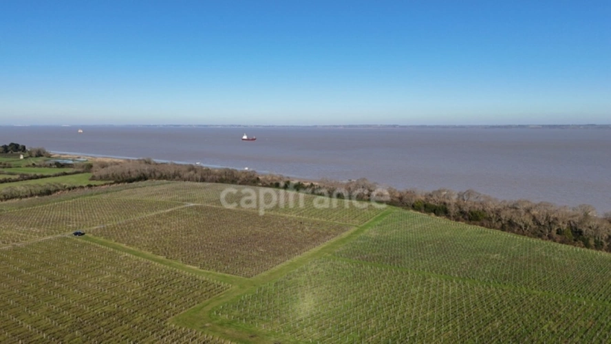 Photos 3 - Viticole - Exclusivité À VENDRE Domaine Viticole Cru Bourgeois Médoc Vue exceptionnelle