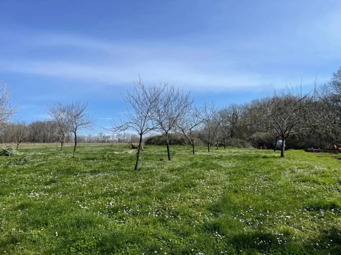 Photos 16 - Équestre - Propriété 20 ha idéale chevaux 15 mn STE FOY LA GRANDE (24)