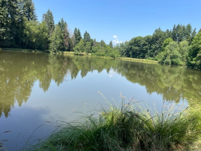Photos 2 - Forestière - Un étang de plus de 2 hectares, une maison simple et vraie, au cœur de 10 hectares de nature préservée SAINT LEONARD DE NOBLAT (87)