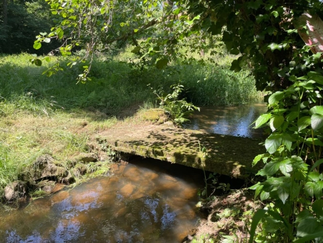 Photos 6 - Forestière - Un étang de plus de 2 hectares, une maison simple et vraie, au cœur de 10 hectares de nature préservée SAINT LEONARD DE NOBLAT (87)