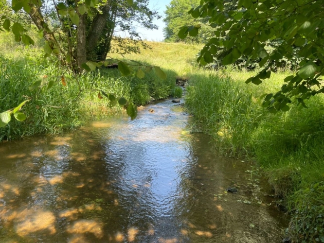 Photos 7 - Forestière - Un étang de plus de 2 hectares, une maison simple et vraie, au cœur de 10 hectares de nature préservée SAINT LEONARD DE NOBLAT (87)