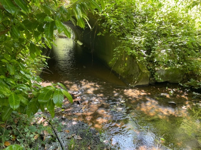 Photos 14 - Forestière - Un étang de plus de 2 hectares, une maison simple et vraie, au cœur de 10 hectares de nature préservée SAINT LEONARD DE NOBLAT (87)