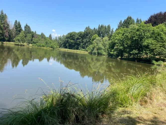Photos 24 - Forestière - Un étang de plus de 2 hectares, une maison simple et vraie, au cœur de 10 hectares de nature préservée SAINT LEONARD DE NOBLAT (87)