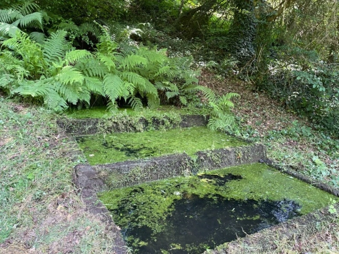 Photos 26 - Forestière - Un étang de plus de 2 hectares, une maison simple et vraie, au cœur de 10 hectares de nature préservée SAINT LEONARD DE NOBLAT (87)