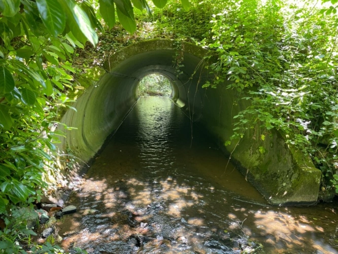 Photos 29 - Forestière - Un étang de plus de 2 hectares, une maison simple et vraie, au cœur de 10 hectares de nature préservée SAINT LEONARD DE NOBLAT (87)