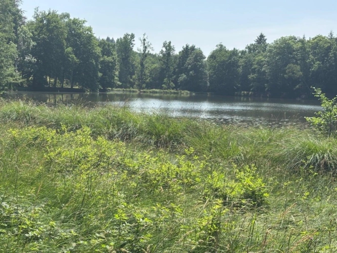 Photos 36 - Forestière - Un étang de plus de 2 hectares, une maison simple et vraie, au cœur de 10 hectares de nature préservée SAINT LEONARD DE NOBLAT (87)