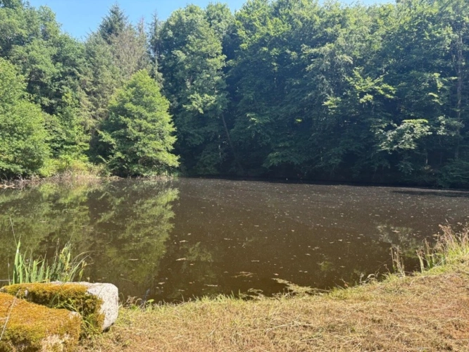Photos 37 - Forestière - Un étang de plus de 2 hectares, une maison simple et vraie, au cœur de 10 hectares de nature préservée SAINT LEONARD DE NOBLAT (87)