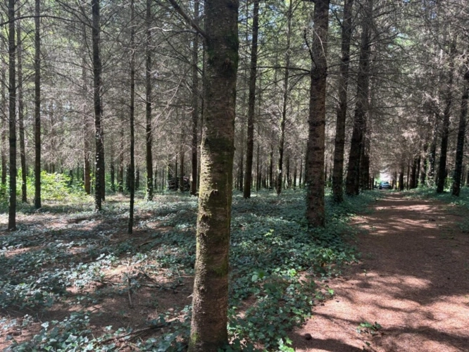Photos 40 - Forestière - Un étang de plus de 2 hectares, une maison simple et vraie, au cœur de 10 hectares de nature préservée SAINT LEONARD DE NOBLAT (87)