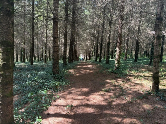 Photos 41 - Forestière - Un étang de plus de 2 hectares, une maison simple et vraie, au cœur de 10 hectares de nature préservée SAINT LEONARD DE NOBLAT (87)