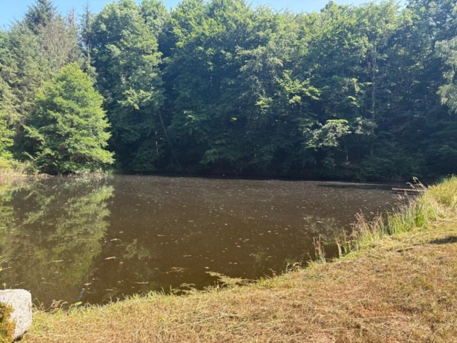Photos 42 - Forestière - Un étang de plus de 2 hectares, une maison simple et vraie, au cœur de 10 hectares de nature préservée SAINT LEONARD DE NOBLAT (87)