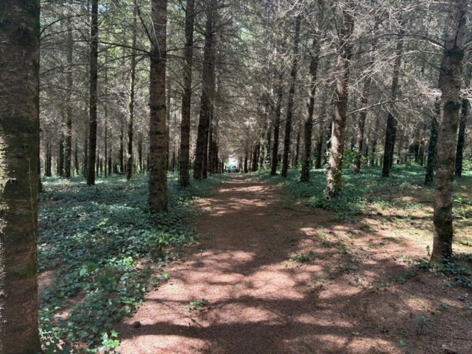 Photos 43 - Forestière - Un étang de plus de 2 hectares, une maison simple et vraie, au cœur de 10 hectares de nature préservée SAINT LEONARD DE NOBLAT (87)
