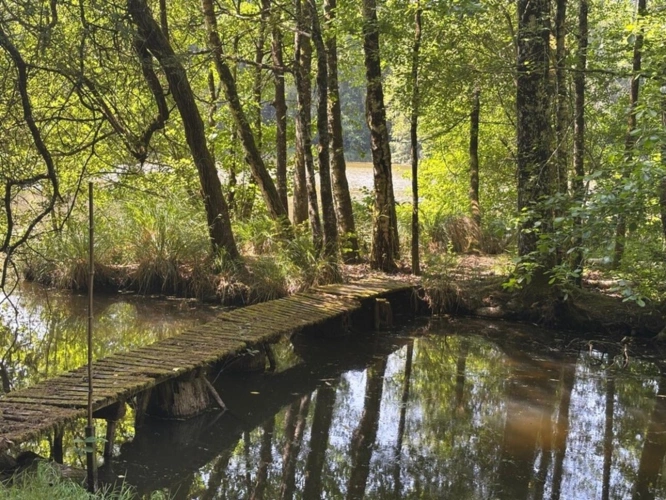 Photos 45 - Forestière - Un étang de plus de 2 hectares, une maison simple et vraie, au cœur de 10 hectares de nature préservée SAINT LEONARD DE NOBLAT (87)