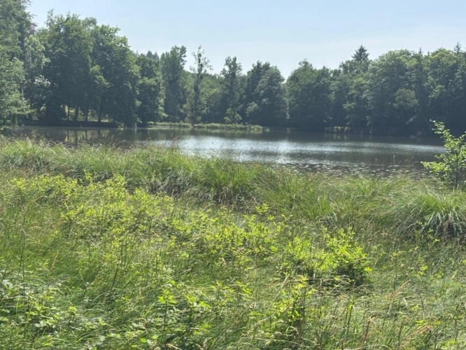 Photos 46 - Forestière - Un étang de plus de 2 hectares, une maison simple et vraie, au cœur de 10 hectares de nature préservée SAINT LEONARD DE NOBLAT (87)