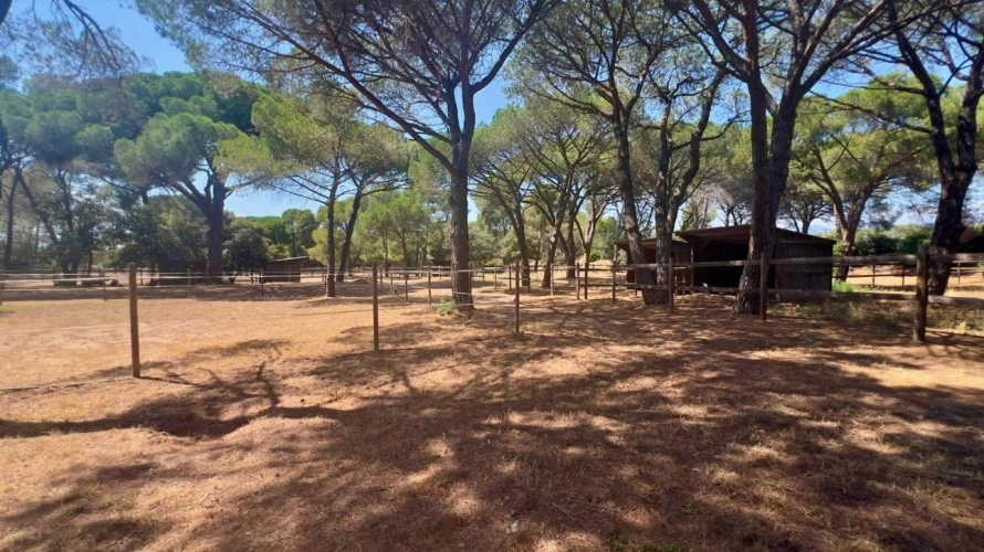 Photos 6 - Équestre - Charmante propriété équestre de 4 hectares (83)