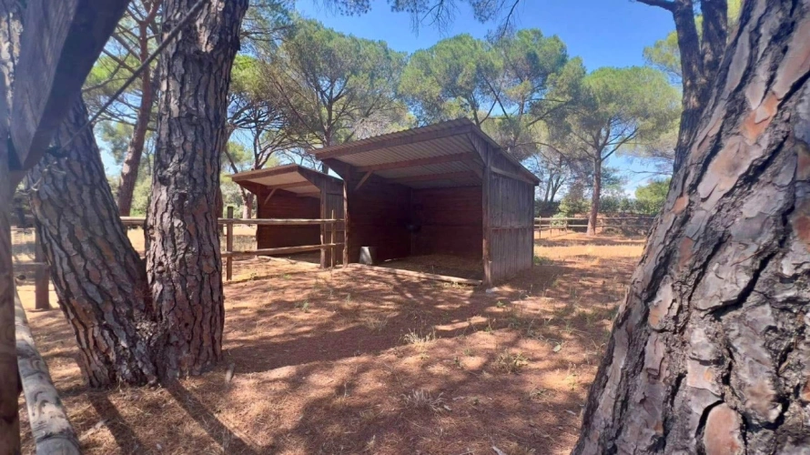 Photos 15 - Équestre - Charmante propriété équestre de 4 hectares (83)