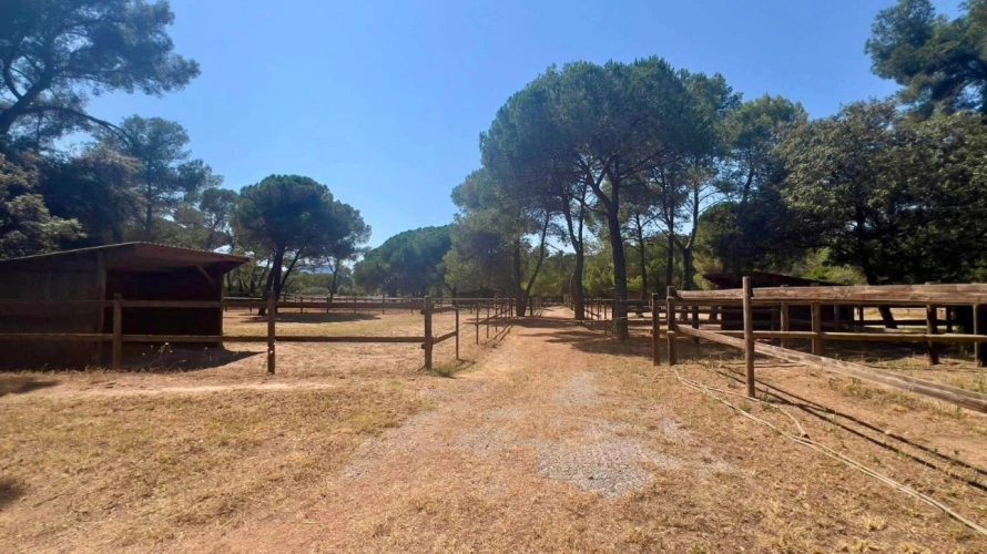 Photos 16 - Équestre - Charmante propriété équestre de 4 hectares (83)