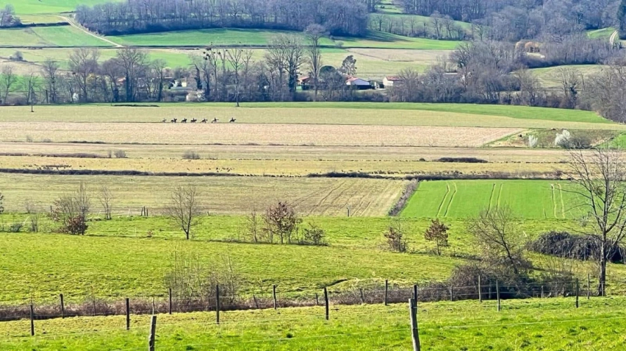 Photos 10 - Équestre - Propriété équestre clé en main de 2,5 hectares (65)