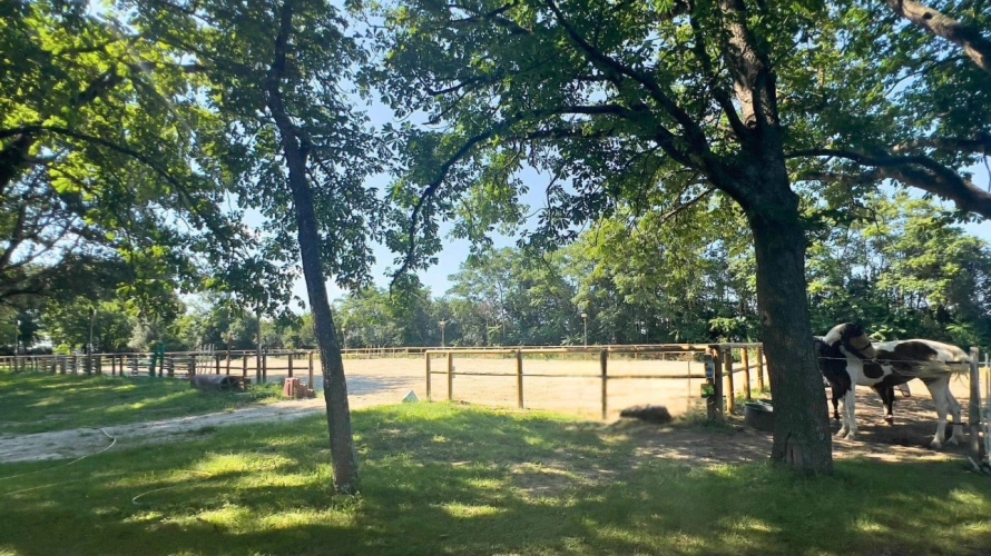 Photos 5 - Équestre - Domaine d'exception de 4 hectares (11)