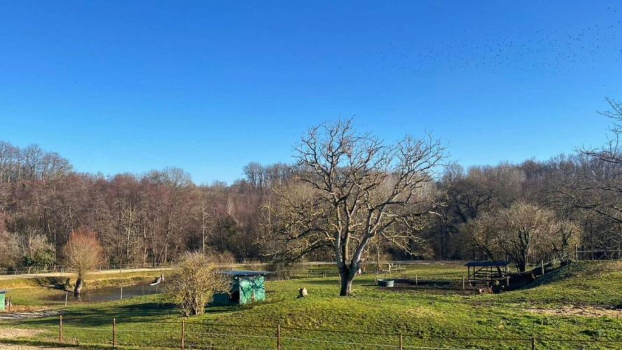 Photos 12 - Agricole - Propriété équestre de 12 hectares (33)