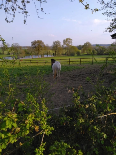 Photos 4 - Équestre - STRUCTURE POUR PROFESSIONNELS DES CHEVAUX SUR 31 HA