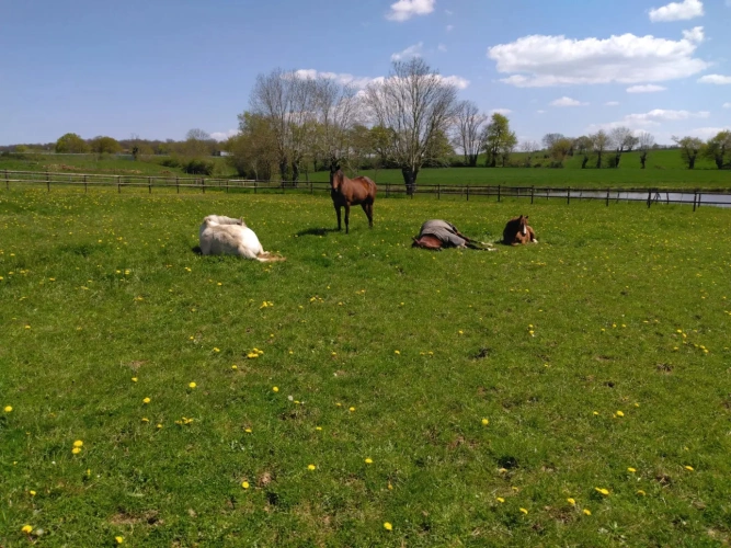 Photos 5 - Équestre - STRUCTURE POUR PROFESSIONNELS DES CHEVAUX SUR 31 HA