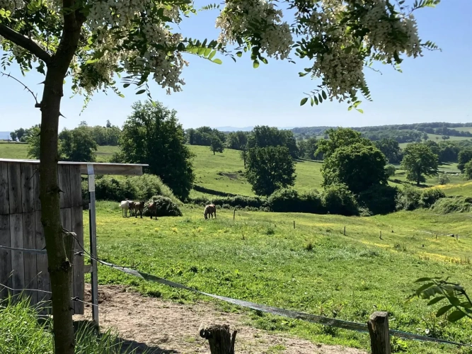 Photos 16 - Équestre - Magnifique propriété d'élevage et de valorisation de chevaux