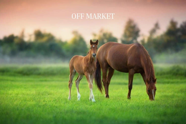 Photos 1 - Équestre - OFF MARKET -  Haras dexception de 15 hectares