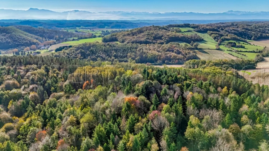 Photos 8 - Forestière - ARIEGE PROPRIETE FORESTIERE 54 HA