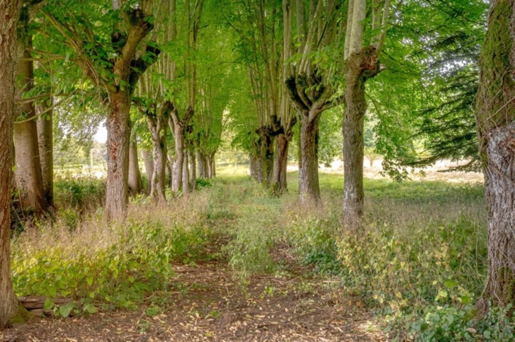 Photos 14 - Prestige - Manoir inscrit MH à vendre proche NEVERS (58)
