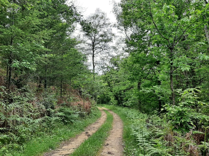 Photos 1 - Forestière - Propriété de 8 hectares dans la vallée de la Cère