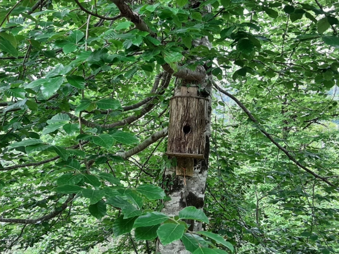 Photos 4 - Forestière - Propriété de 8 hectares dans la vallée de la Cère