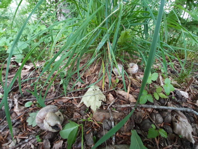 Photos 5 - Forestière - Propriété de 8 hectares dans la vallée de la Cère