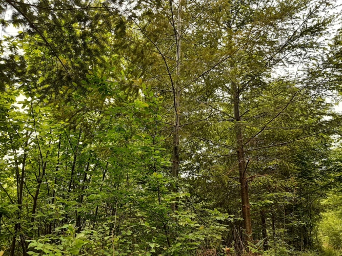 Photos 7 - Forestière - Propriété de 8 hectares dans la vallée de la Cère