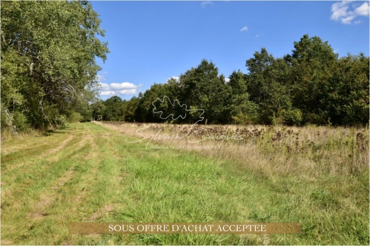 Photos 2 - Forestière - Territoire de Chasse et d'Agrément de 76 hectares en Sologne