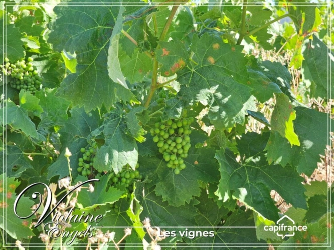Photos 1 - Touristique - Domaine viticole d’exception à Cesseras – Minervois