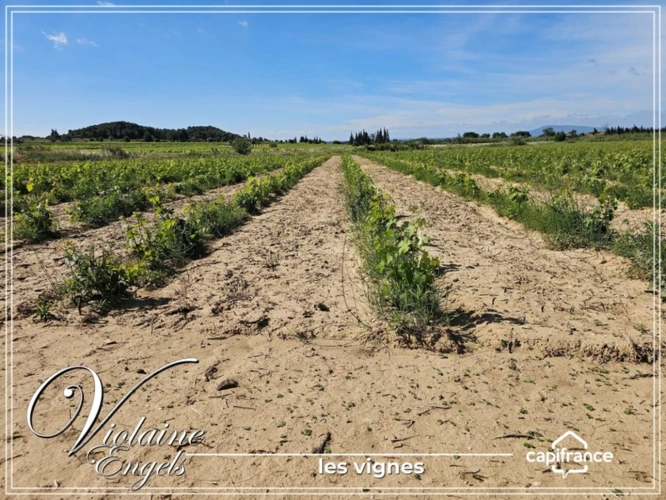 Photos 9 - Touristique - Domaine viticole d’exception à Cesseras – Minervois