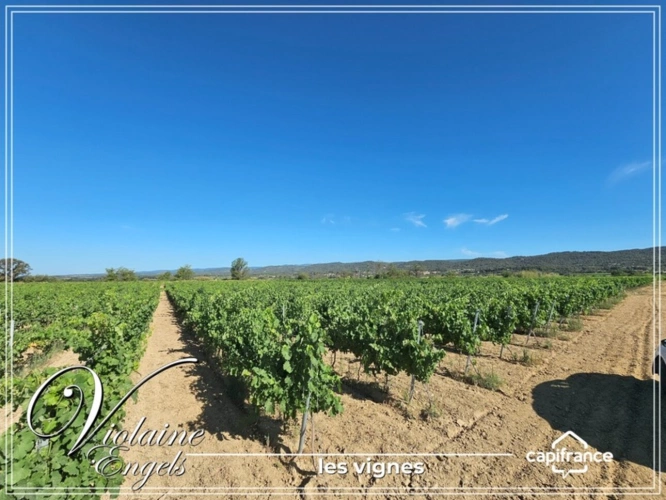 Photos 11 - Touristique - Domaine viticole d’exception à Cesseras – Minervois