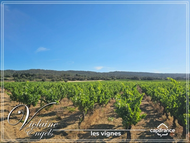 Photos 18 - Touristique - Domaine viticole d’exception à Cesseras – Minervois