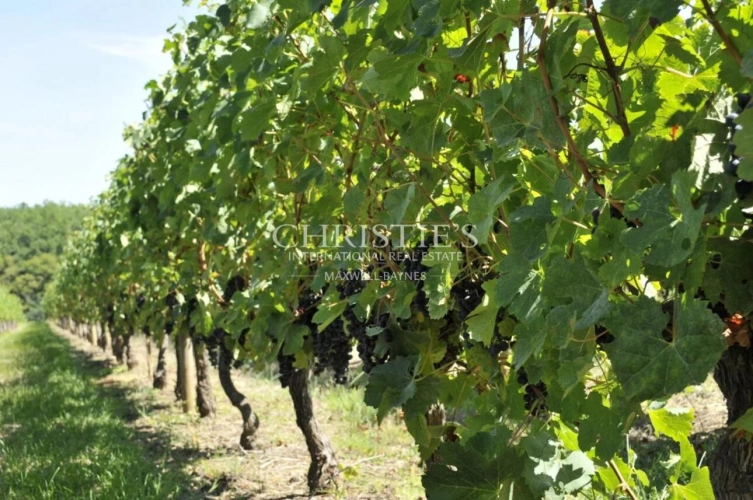 Photos 1 - Viticole - Propriété viticole en AOC Montagne, Lalande de Pomerol et Bordeaux -  Outil de production en bon état