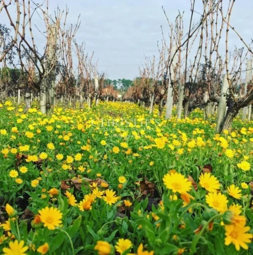 Photos 3 - Viticole - Propriété viticole en AOC Montagne, Lalande de Pomerol et Bordeaux -  Outil de production en bon état