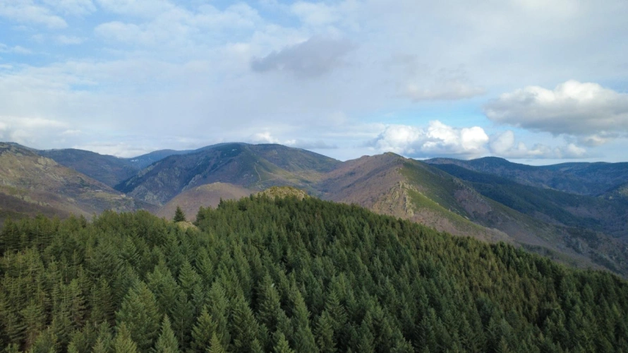 Photos 1 - Forestière - Forêt de Douglas à haut rendement