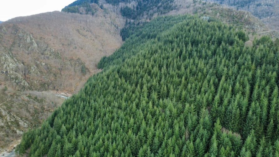 Photos 2 - Forestière - Forêt de Douglas à haut rendement