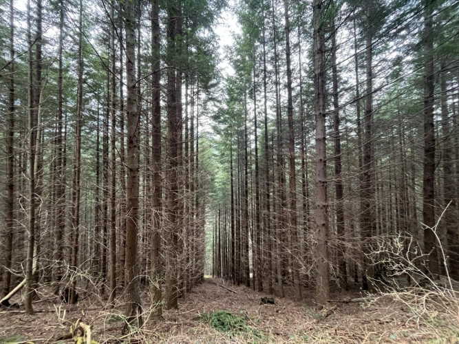 Photos 3 - Forestière - Forêt de Douglas à haut rendement