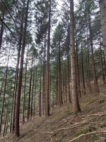Photos 4 - Forestière - Forêt de Douglas à haut rendement
