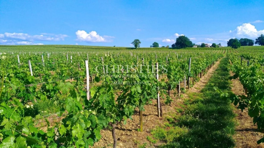 Photos 17 - Viticole - 28 ha de vignes - Magnifique terroir - Belle bâtisse !
