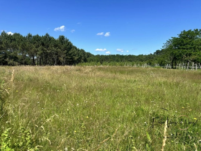 Photos 19 - Équestre - Ensemble de 2 habitations sur 1ha à 5mn de Bazas