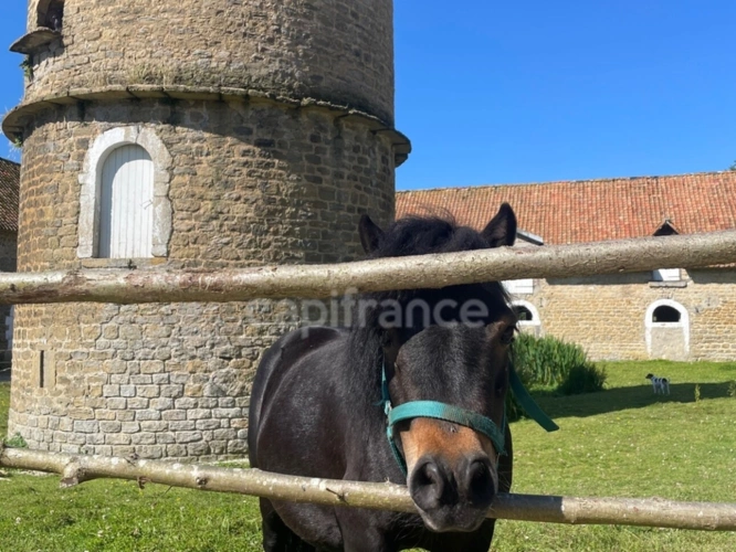 Photos 20 - Équestre - À VENDRE - HESDIN L'ABBÉ - CORPS DE FERME RÉNOVÉ - DOMAINE EQUESTRE - CAPACITÉ DE L'ENSEMBLE 468 M2 - HABITATION PRINCIPALE 8 PIÈCES - GARAGE - PISCINE 32 M2 - TERRAIN CLOS - DÉPENDANCES