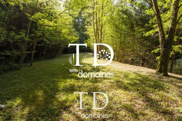 Photos 4 - Foncière - À vendre - Étang boisé de plus d'1 hectare à Cosne-sur-L